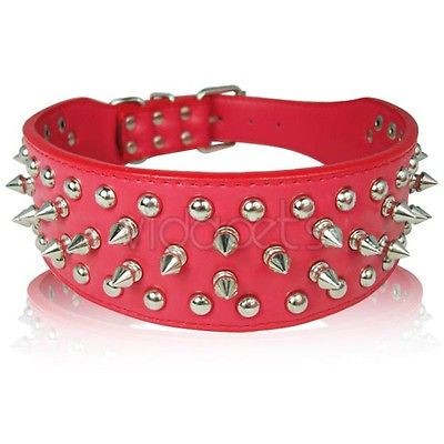 leather dog collar in Spiked & Studded Collars