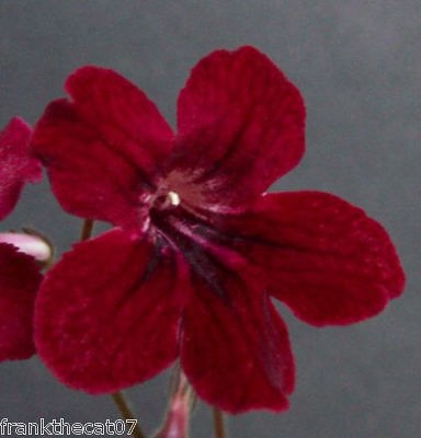 streptocarpus seeds in Flowers, Trees & Plants