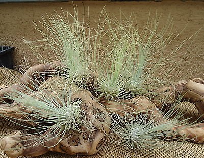 pack tillandsia fuchsii v gracilis air plants time left