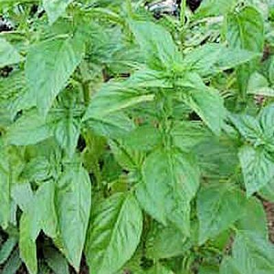 Basil Italian Large Leaf 100 500 1000 5000 10 000 Seeds Choice Listing 