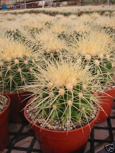 Echinocactus Grusonii Golden Barrel Cactus Plant