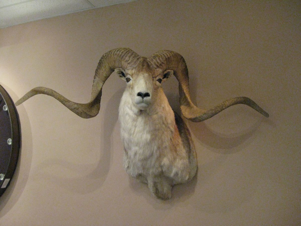 Marco Polo Argali Sheep Trophy Taxidermy