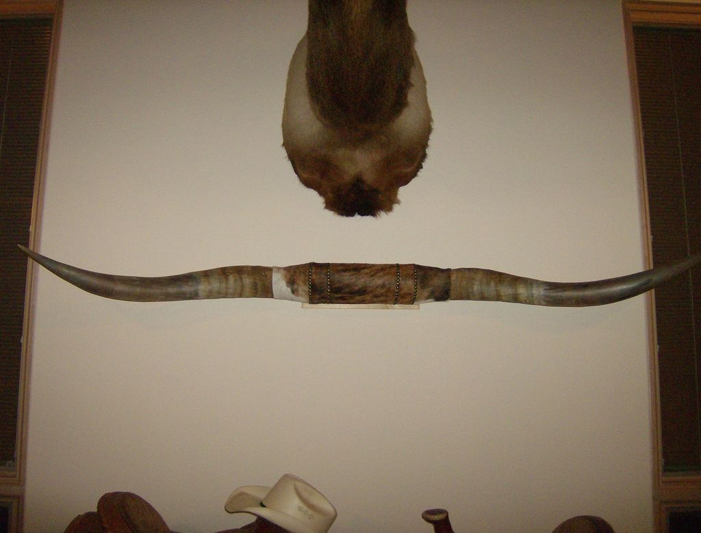 NEW 7 foot 2 long MOUNTED STEER HORN,TEXAS LONGHORN,colle ctable yes